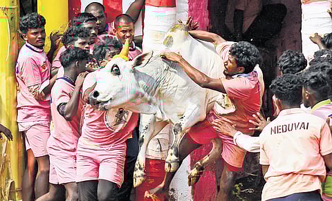 Bull tamers in action at the Palamedu jallikattu arena in Madurai on Friday.