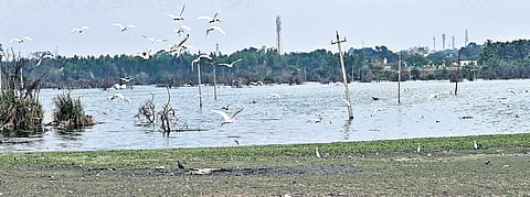 The polluted Chikkatumakuru Lake.