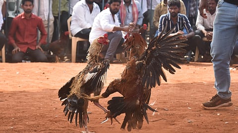 A rooster fight being organised at an arena near Ramavarapadu IRR in Vijayawada on Friday as part of Sankranti festivities.