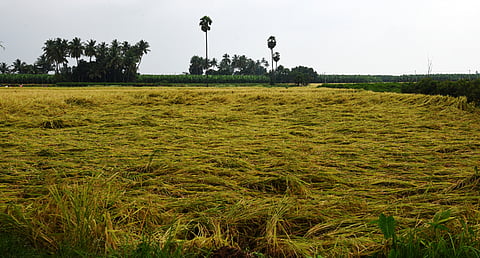 Of the 1.31 lakh hectares of samba paddy cultivated in Thanjavur district so far harvest was over in only 2,200 hectares.