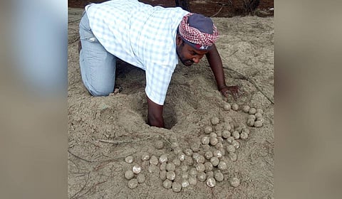 A total of 48 nests have been recorded in Mayiladuthurai and 24 in Nagapattinam.