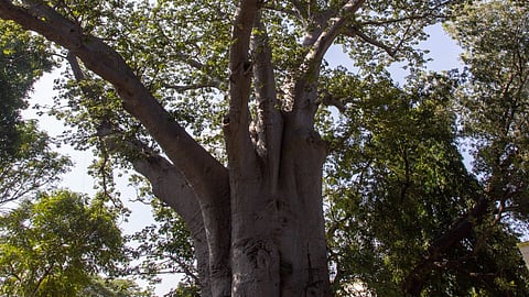 As per available records, the Adansonia digitata (baobab) is the oldest among them, aged close to 300 years. It is located at Andhra Mahila Sabha on Greenways Road.