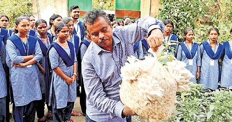 Prof Susanta Kumar Das displaying the harvest of mushrooms.