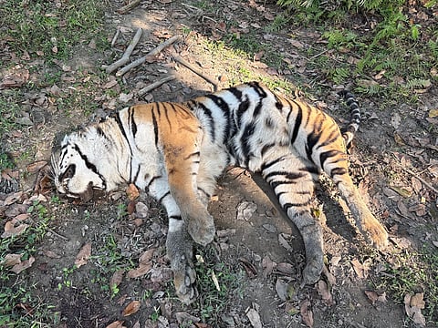tiger carcass