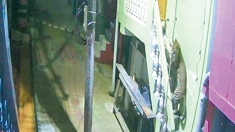 The leopard climbed the stairs to the first-floor of the house to lift the sleeping dog.