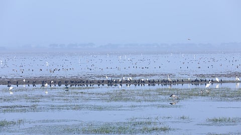 Annual mid-winter census records 11,32,200 birds across 196 species in Asia’s largest brackish water lagoon