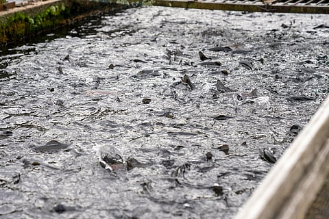 Fish farming fish farm