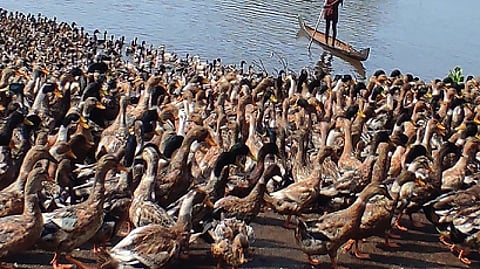 A flock of ducks at a paddy field in Kuttanad