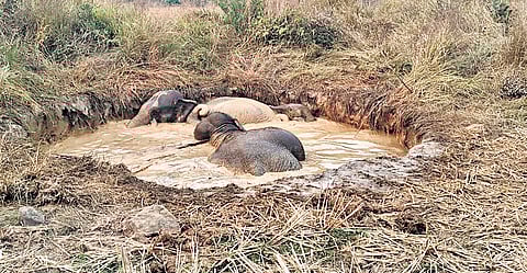 The elephants trapped in the open well at Tinkbir village in Reamal range | Express