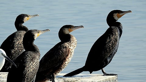 The count recorded 5,806 waterbirds across 126 species, underscoring the ecological significance of the Ramsar-listed wetland.