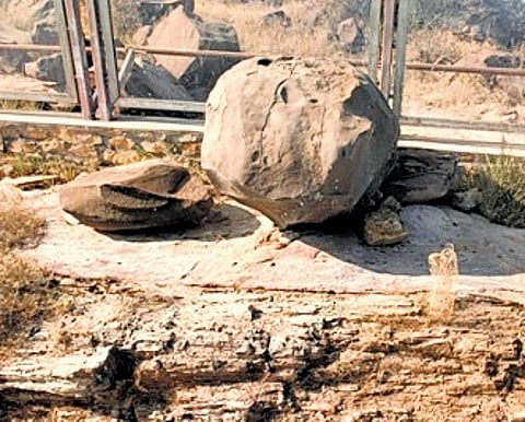 Fossilised trunk of Jurassic age tree