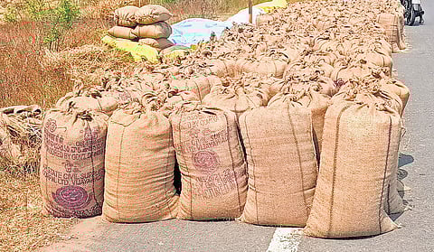 According to official figures, the State fixed a total procurement target of 50.42 lakh metric tonnes (MTs) for the season.