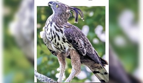 Changeable hawk-eagle