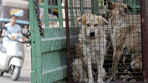 244 dogs were recently found dead in Kamareddy district with numbers adding up above 500 in the past month across nearby districts in Telangana. Image used for representational purposes.