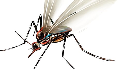 CMC staff misappropriated oil and chemicals meant for mosquito control, claims corporator