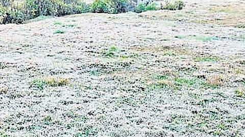 An official at a private tea company in Munnar noted that the hill station’s winter pattern has changed over the years.