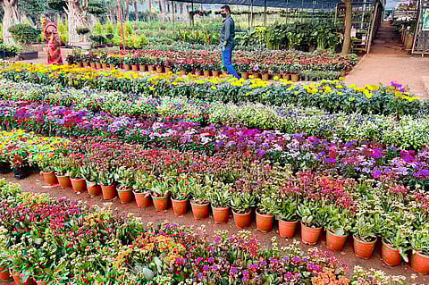 From ornamental varieties to high-value exotic species, Kadiyam today stands tall on the global horticulture map.