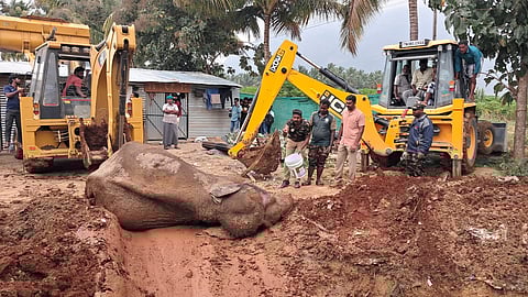 elephant rescue