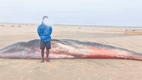 A man standing next to the Bryde whale carcass.