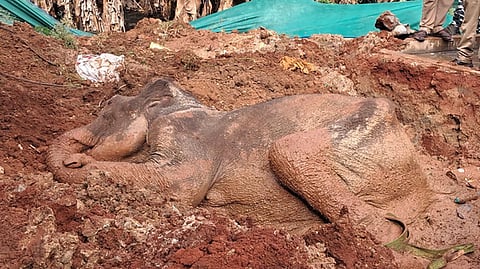 After hours of struggle, forest department staff rescued a female elephant that was caught in slush at a farmland and unable to come out at Karadimadai near the Madukkarai forest range on Sunday morning.
