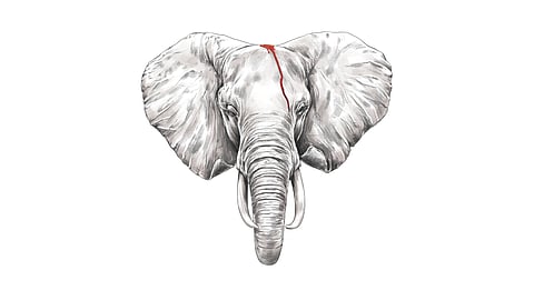 elephant