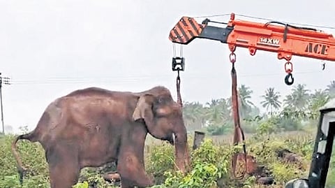 Following its rescue on Sunday evening, the elephant was administered 20 bottles of IV fluids to relieve pain and treat any possible infections