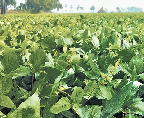 Pulses have covered 6.39 lakh hectares, reaching 97 per cent of the normal area as on date, while paddy has been sown in 5.79 lakh hectares, achieving only 78 per cent of the normal seasonal area.