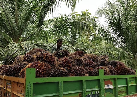 Participating farmers will receive oil palm saplings worth Rs 29,000 per hectare, supplied through Godrej Agrovet Limited, completely free and delivered directly to their fields.