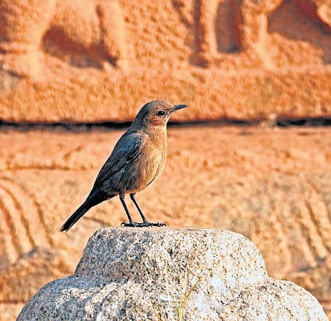 The rare brown rock chat bird sighted at Hampi