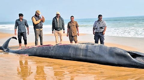 The carcass at Devi river mouth beach under Kujang forest range
