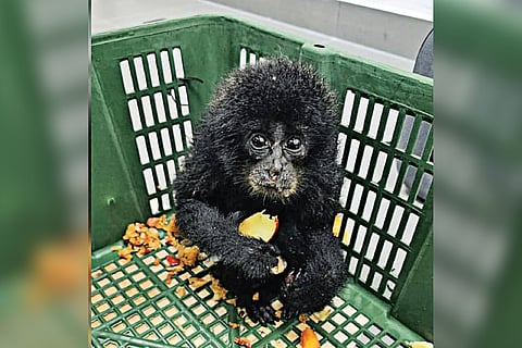 A baby Siamang Gibbon seized by Customs officials at KIA last year