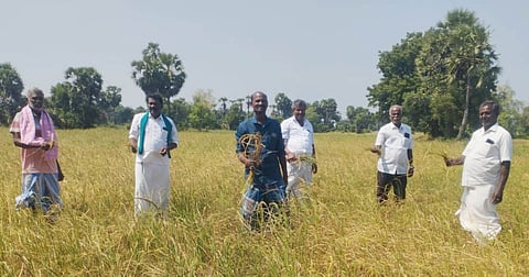 Preliminary estimates from the survey conducted by the agriculture department reveal that 10,000 - 20,000 hectares of crops have withered.