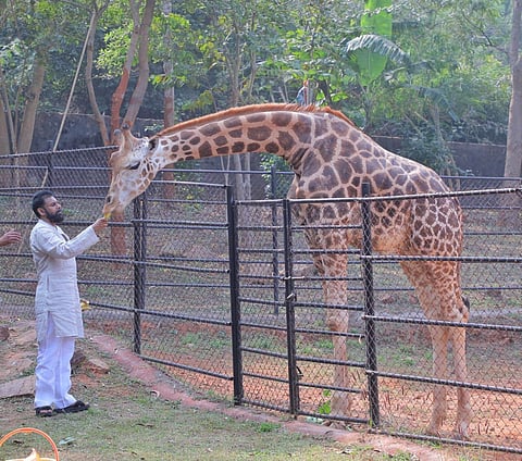 Dy CM and Minister for Forest and Environment, K. Pawan Kalyan, feeding giraffes at Indira Gandhi Zoological Park in Visakhapatnam on Thursday.