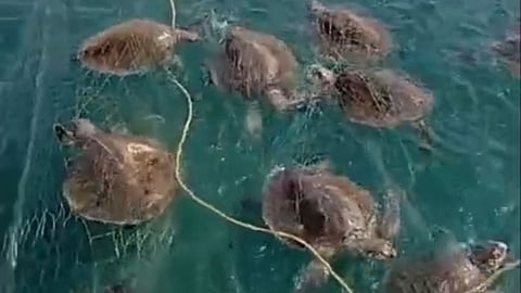 The visuals were shared by 'Tree Foundation', which works on marine turtle conservation in Andhra Pradesh and Tamil Nadu.