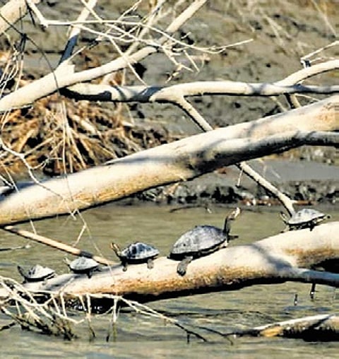 Guwahati Diary | 945 freshwater turtles found in Kaziranga