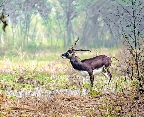 Balckbuck population recorded around 22 pc increase over 2023 census
