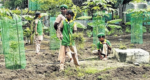 Land becomes lab, students create Garden of Eden in TN's Perambalur district
