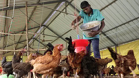 Students of the Sristi Foundation are involved in agricultural farming and are trained in the dairy unit, poultry unit, bakery, food and beverage unit, nursery, and handmade bag production unit.