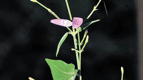 Dicliptera pakhalica, the new species of plant discovered in wildlife sanctuary