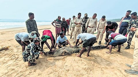 Forest staff measuring the crocodile at the beach in Puri’s Jahania.