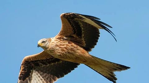 According to forest officials, 18 raptor species were recorded in the Nagapattinam division, including Peregrine Falcon