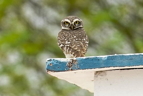 The survey covered 14 locations in the Tiruchy forest division | Express