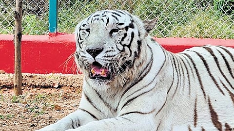 White tiger at Telangana's Kakatiya zoo dies of old age
