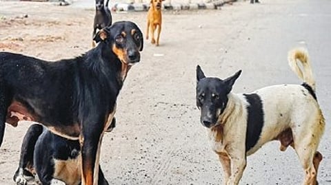 Captured stray dogs will be brought to the centre, administered anti-rabies vaccination and kept under observation for at least two days before undergoing sterilisation surgery.