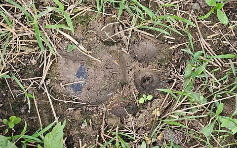 Pug marks of a tiger at gadala village in East Godavari.
