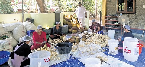 Thomas P O overseeing the cleaning of jackfruits, the first step towards making jackfruit wine, at his winery