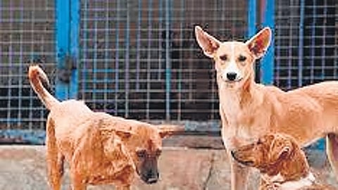 Karumkulam panchayat has decided to initiate action against a landowner for allegedly allowing an unauthorised dog shelter to function on his property
