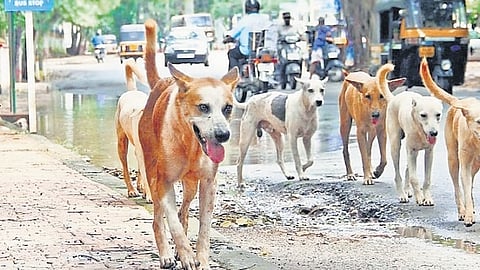 The number of people seeking medical attention (post-exposure prophylaxis) for rabies in the state has steadily increased – from 2,21,379 in 2021 to 3,69,272 in 2025.