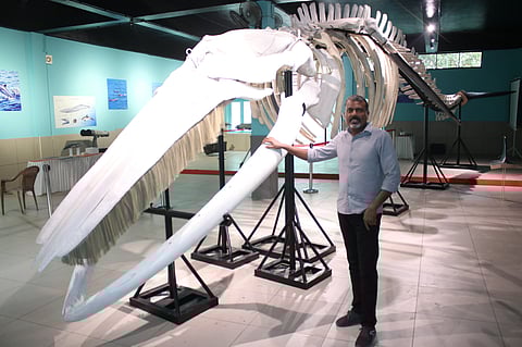 Piece by fragile piece, a 15-m-long Bryde's whale rose again, in bones, through the patient hands and relentless curiosity of Jiji Sam.