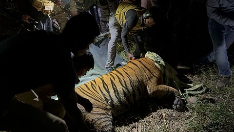 Wild life veterinary surgeon dr phanindra said the tiger is being shifted to vizag zoo for tests.
